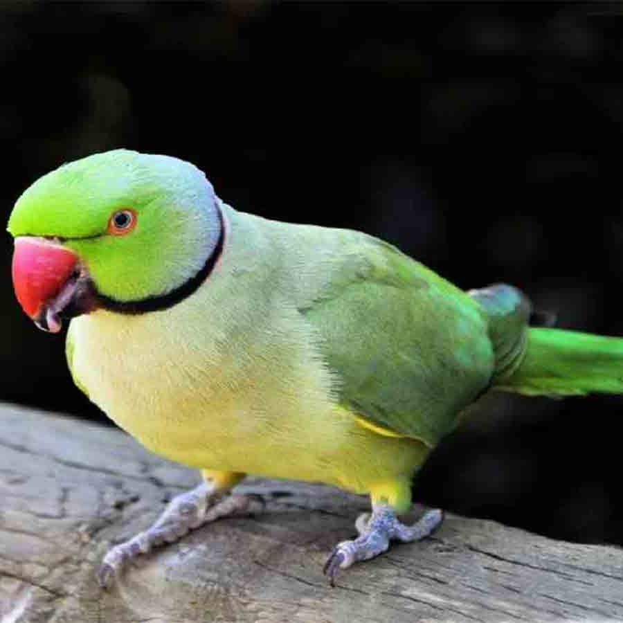 A person was sentenced imprisonment for three years for catching parrots