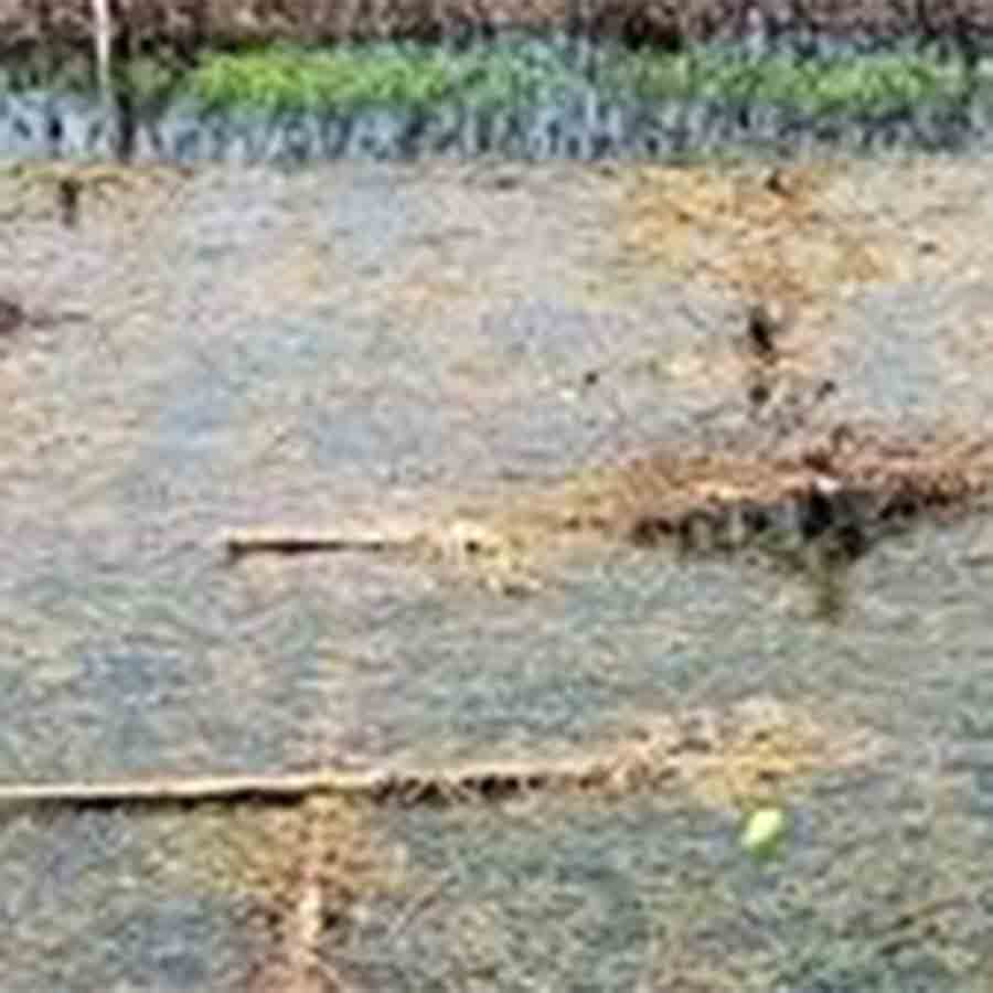 farmlands submerged under water at Panskura, Vegetable prices amy rise