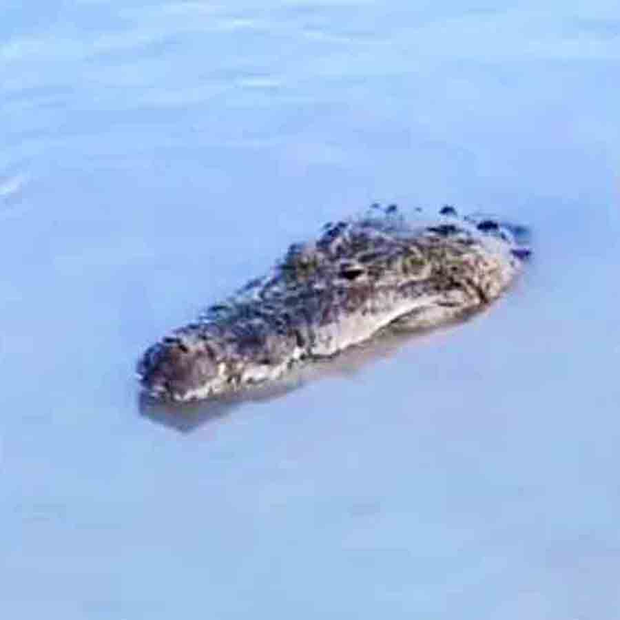 Crocodile scare at Bhagirathi river again