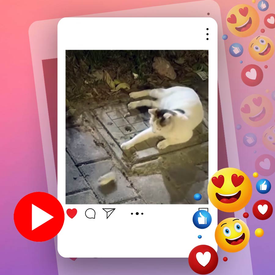 Video of rat dancing in front of cat goes viral dgtl