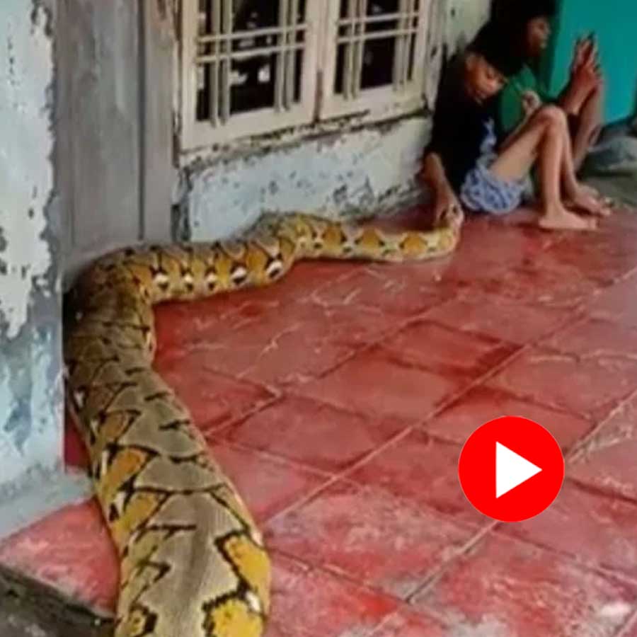 Video shows two boys sitting on floor while one python approaching