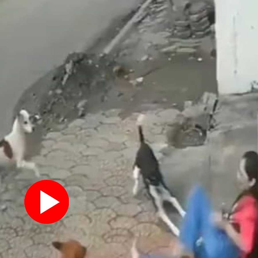 Video of stray dogs attacking college student in Indore goes viral dgtl