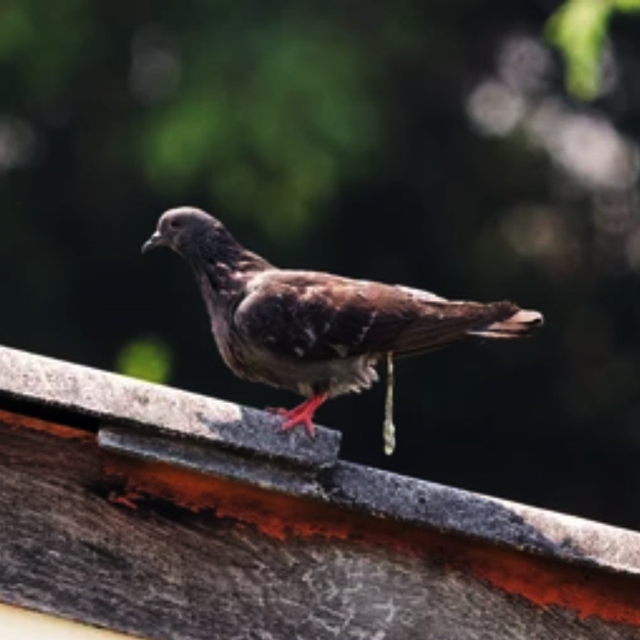 bird pooping