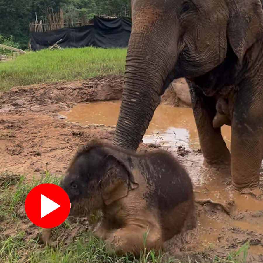 Video of baby elephant having mud bath for first time goes viral dgtl
