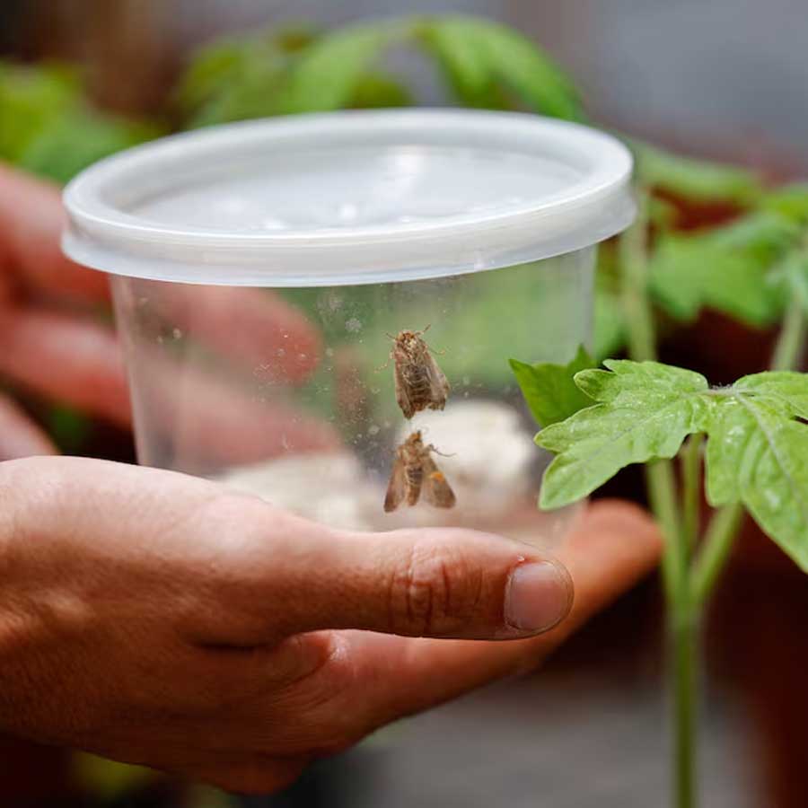 Researchers of Israel find that plants and insects interact through ultrasound