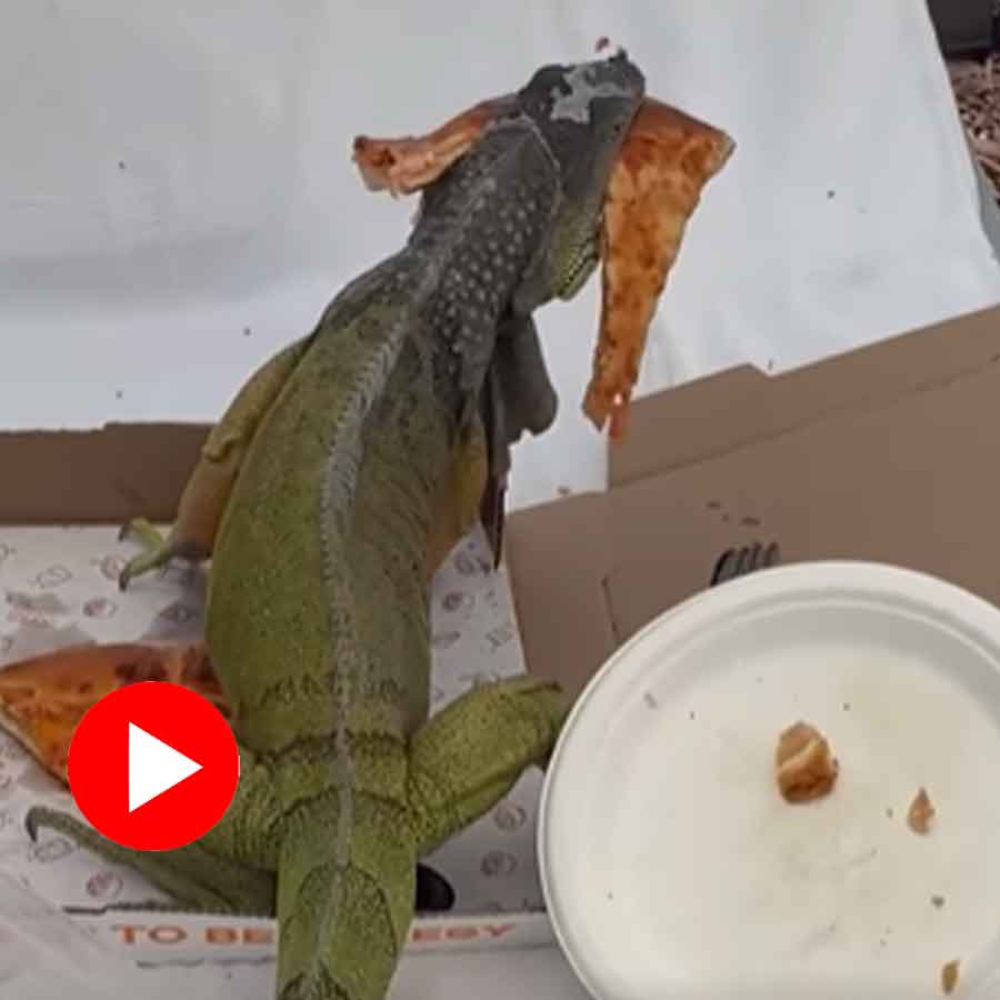 Video of iguana eating pizza slices in South Florida goes viral goes viral dgtl