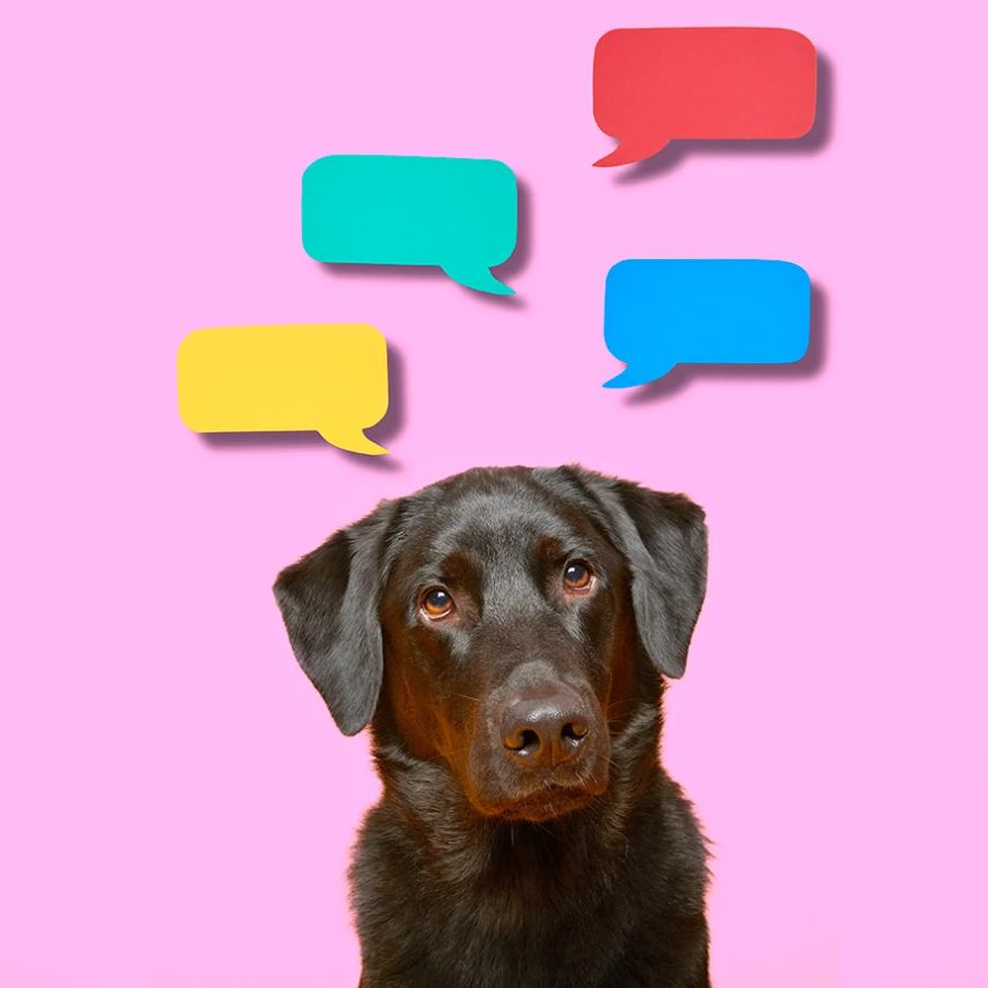 New Research Initiative may help you talk to your pets and other animals soon Through AI dgtl