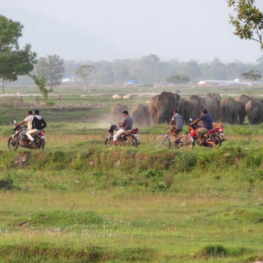 Elephants are facing problems due to the disturbance caused by people for making reels in the India-Nepal border area