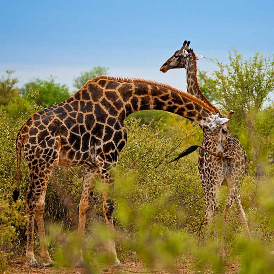Male giraffes take a mouthful of the female’s urine