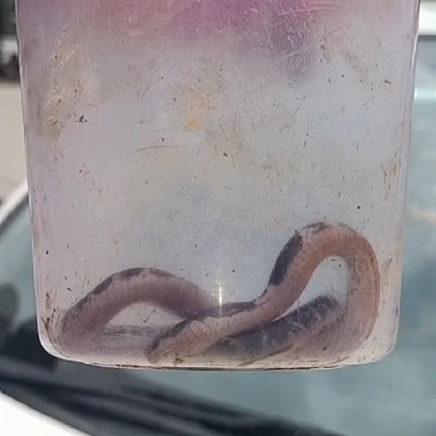 Woman takes snake to hospital that bites her while sleeping later dies