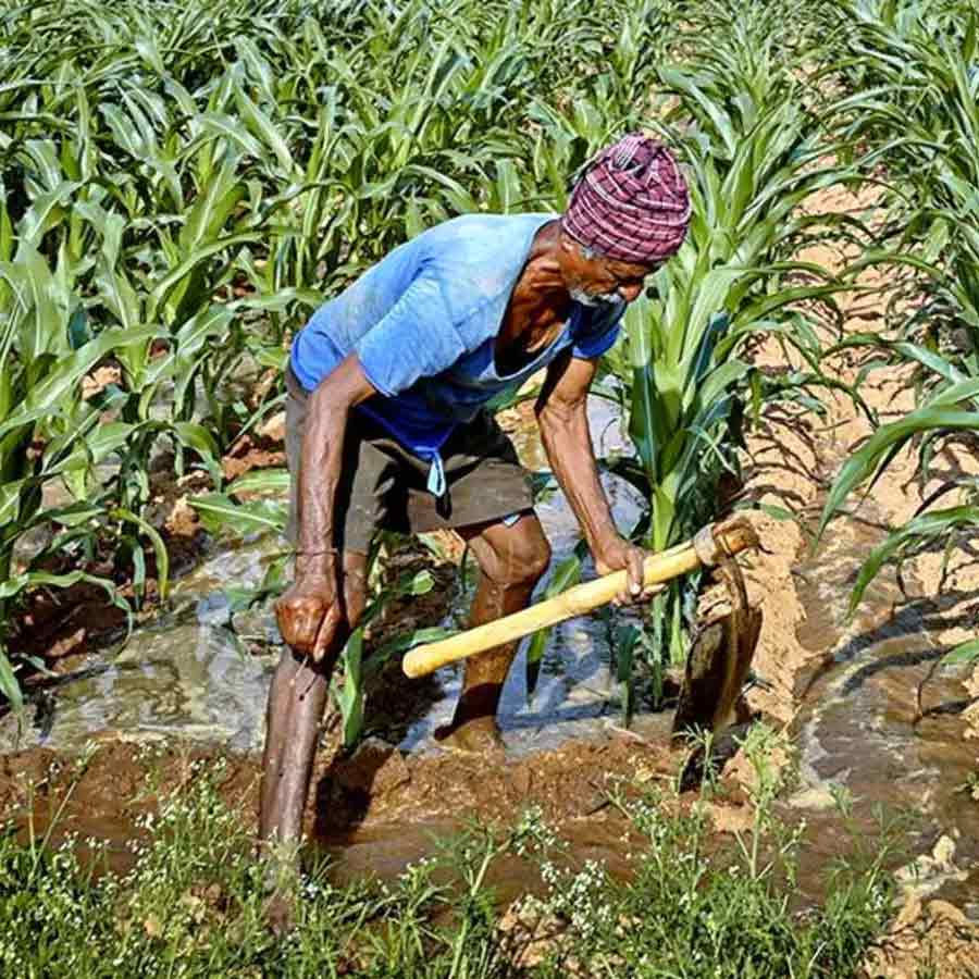 India US interim trade deal impact on agriculture, dairy and other sectors