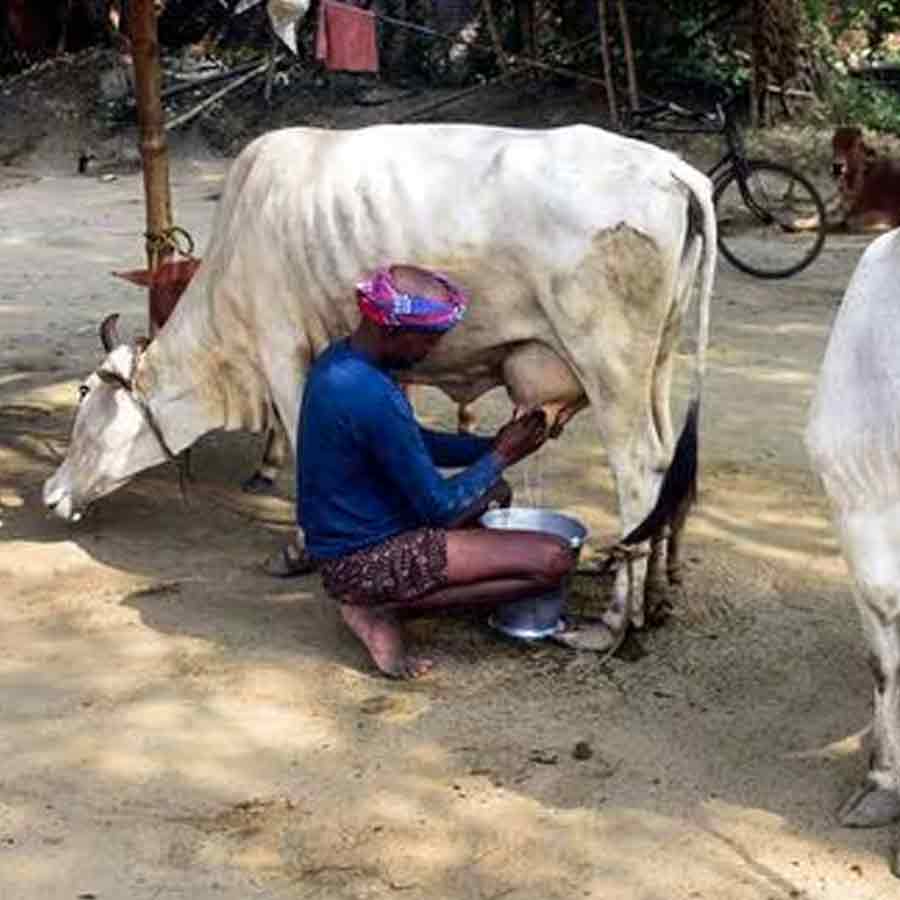 India US interim trade deal impact on agriculture, dairy and other sectors