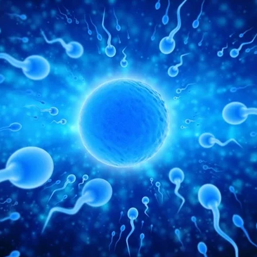 Not competition, the egg chooses the winning sperm itself, scientist debunks widely believed myth