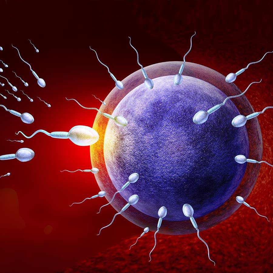 Not competition, the egg chooses the winning sperm itself, scientist debunks widely believed myth