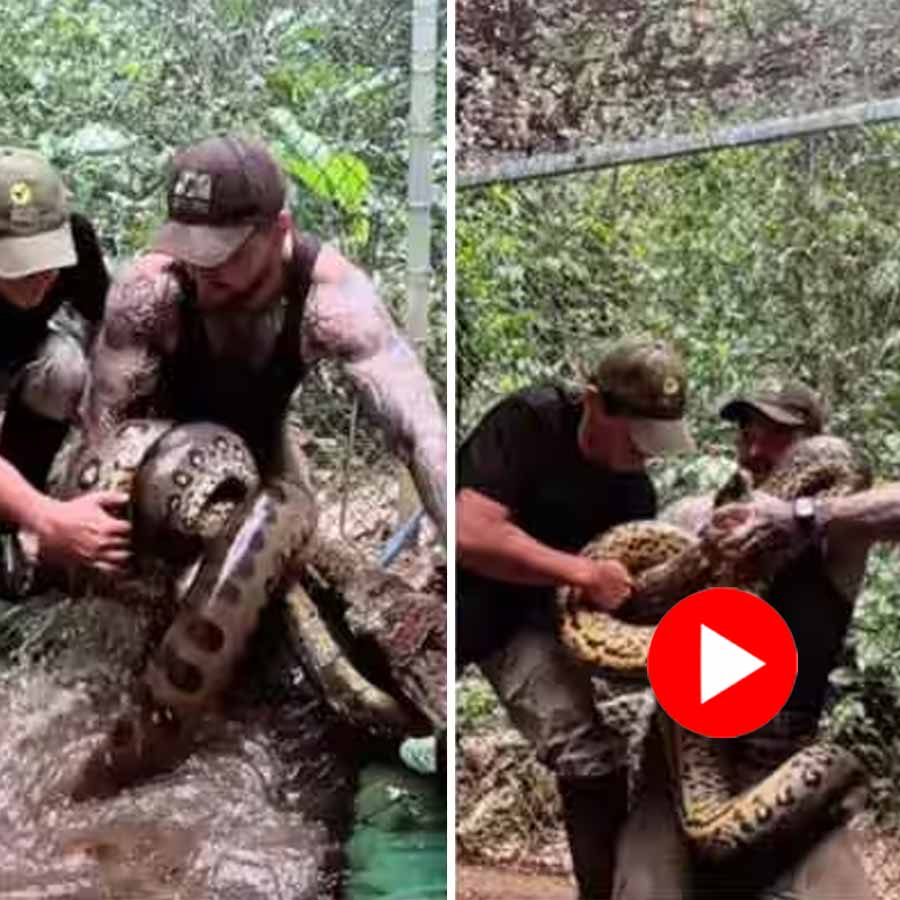 a man fearlessly catching a massive green anaconda