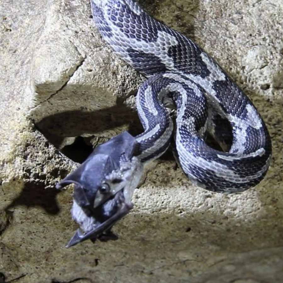 নিনা যে গুহায় আস্তানা গেড়েছিলেন সেখানে ধসের আশঙ্কা প্রবল। ২০২৪ সালে সেখানে ভয়াবহ ধস নেমেছিল। বর্ষাকালে সাপের উপদ্রবও যথেষ্ট। পুলিশের উচ্চপদস্থ আধিকারিকেরা এ ব্যাপারে অরণ্যচারী রুশ তরুণীকে সাবধান করার চেষ্টা করেন। নিনার সাফ জবাব, সাপেরা তাঁদের বন্ধু। তাদের ক্ষতি না করলেই হল।