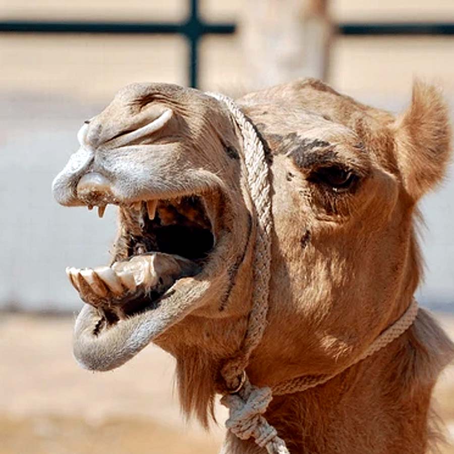 pet camel suddenly turned aggressive