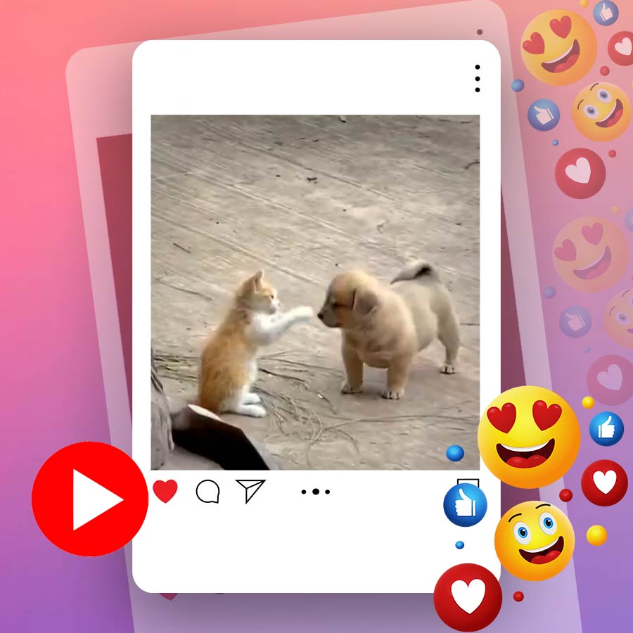 Video of kitten punching on puppy’s face goes viral dgtl