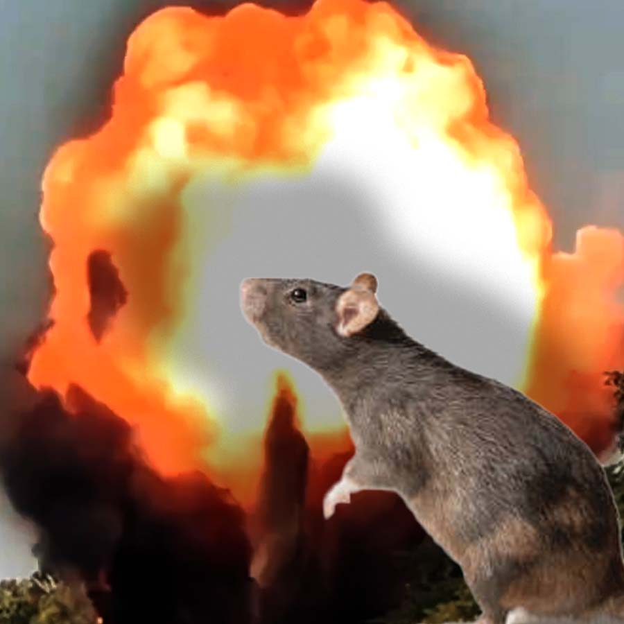 Landmine Sniffing Rats of Kambodia dgtl