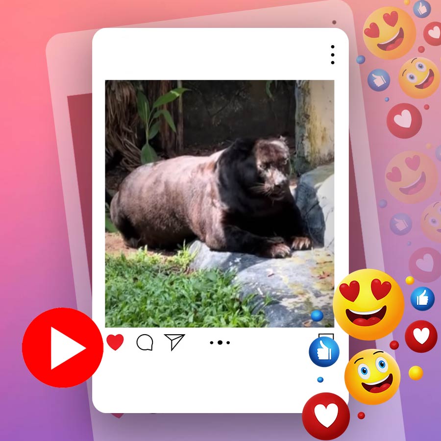 Video of overweight black panther in Malaysia zoo goes viral dgtl