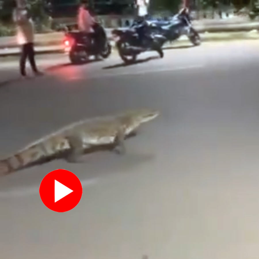 Video of six feet long crocodile roaming around Vadodara goes viral dgtl