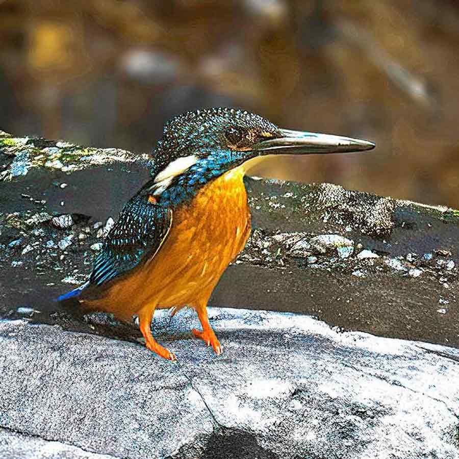 Bird lovers are celebrating kingfisher Week
