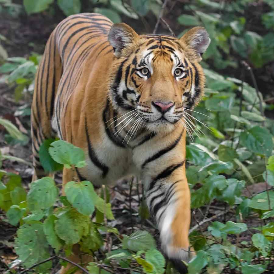 Tiger scare across 15 village in Madhya Pradesh Pilibhit, schools closed dgtl