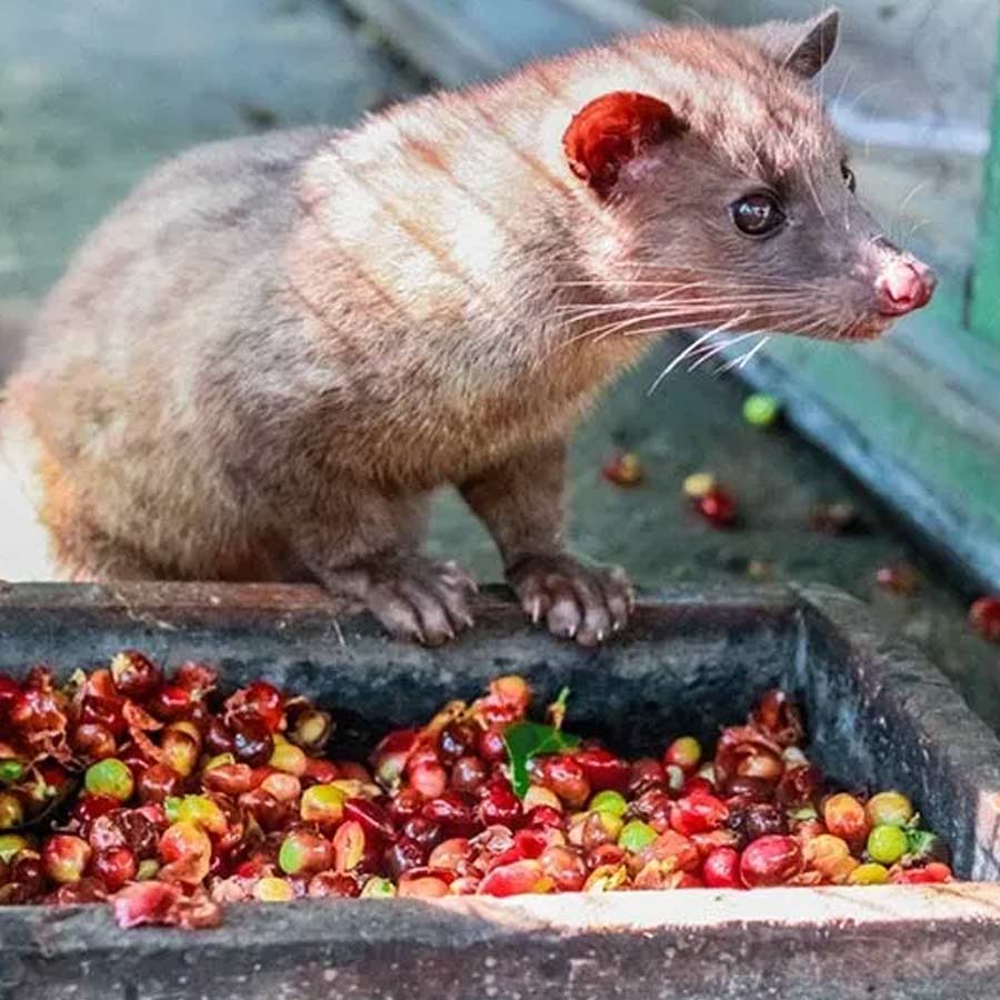 16 most expensive food of world 