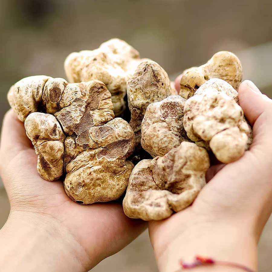 16 most expensive food of world 