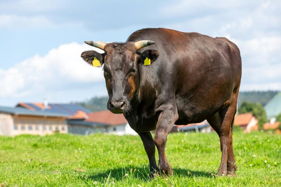 16 most expensive food of world 