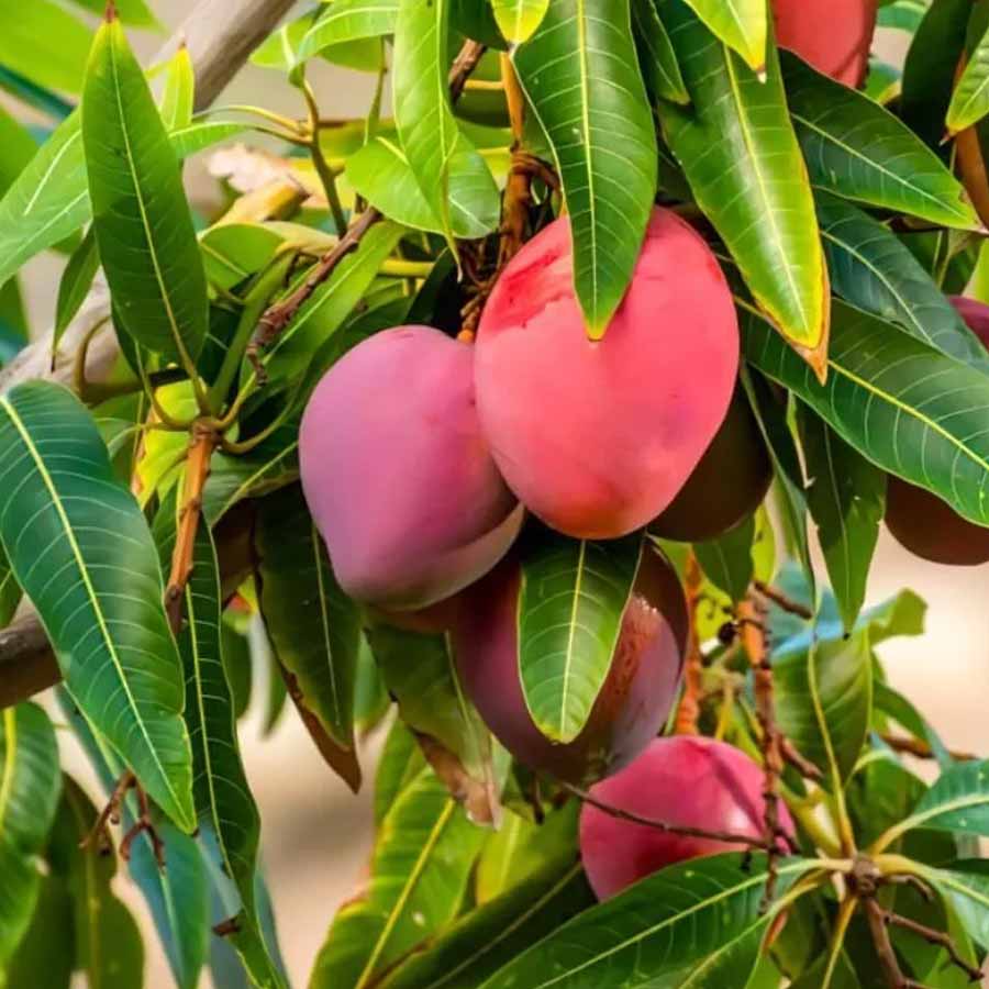 16 most expensive food of world 