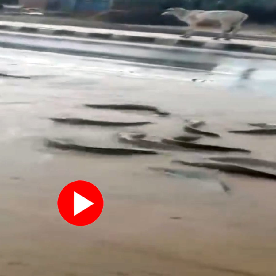 Video of fish swimming after pond overflows rain hit Rajasthan road goes viral dgtl
