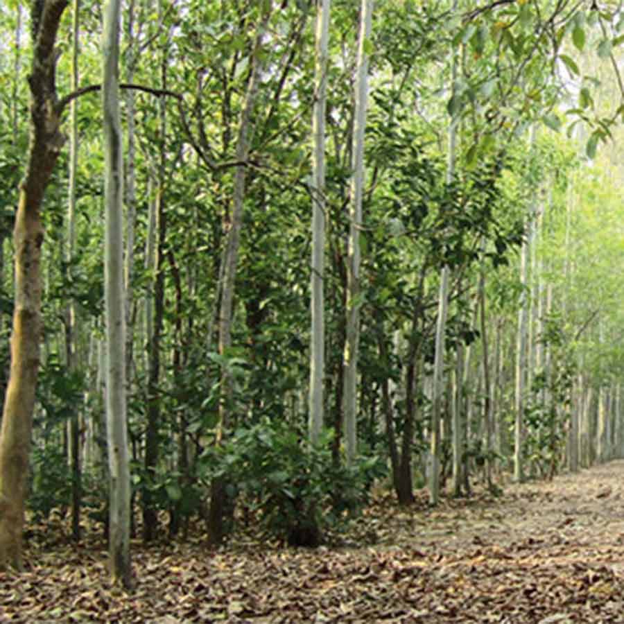 Local residents losing interest in forestation as Forest Department involving too much contractors in it