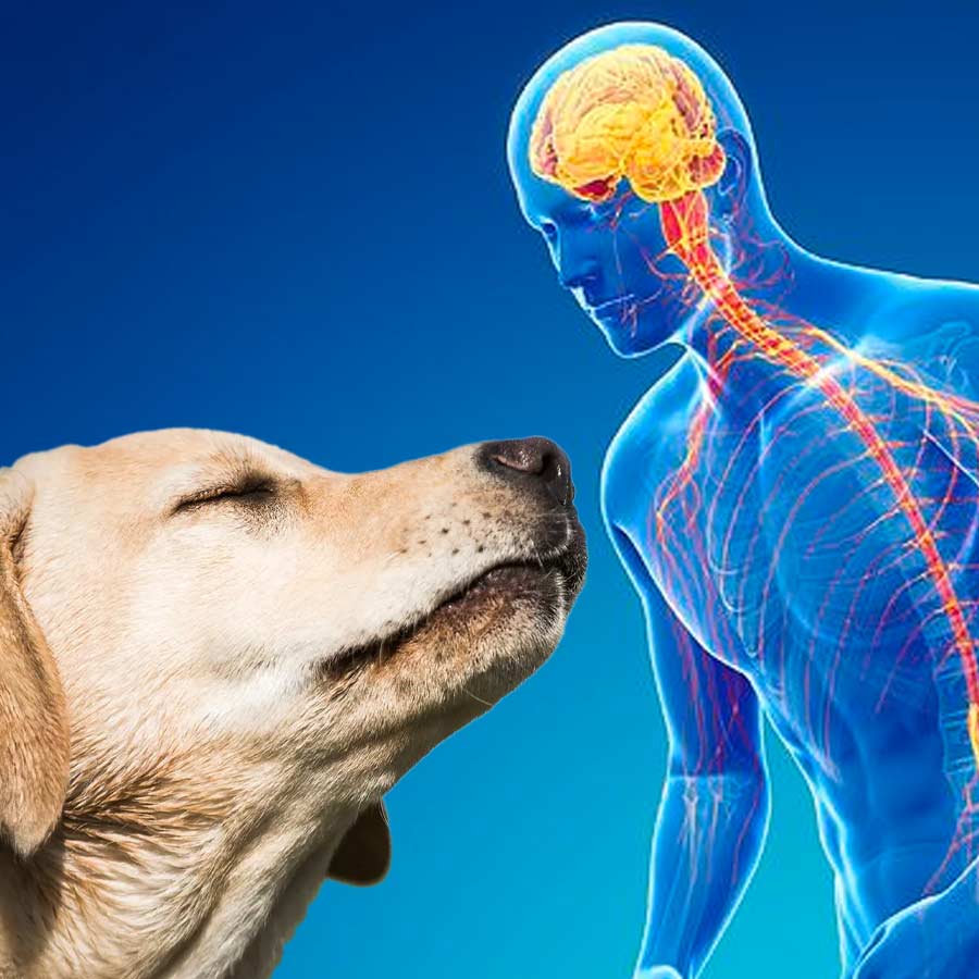 New Study has shown that dogs can be trained to identify patients with Parkinson’s disease
