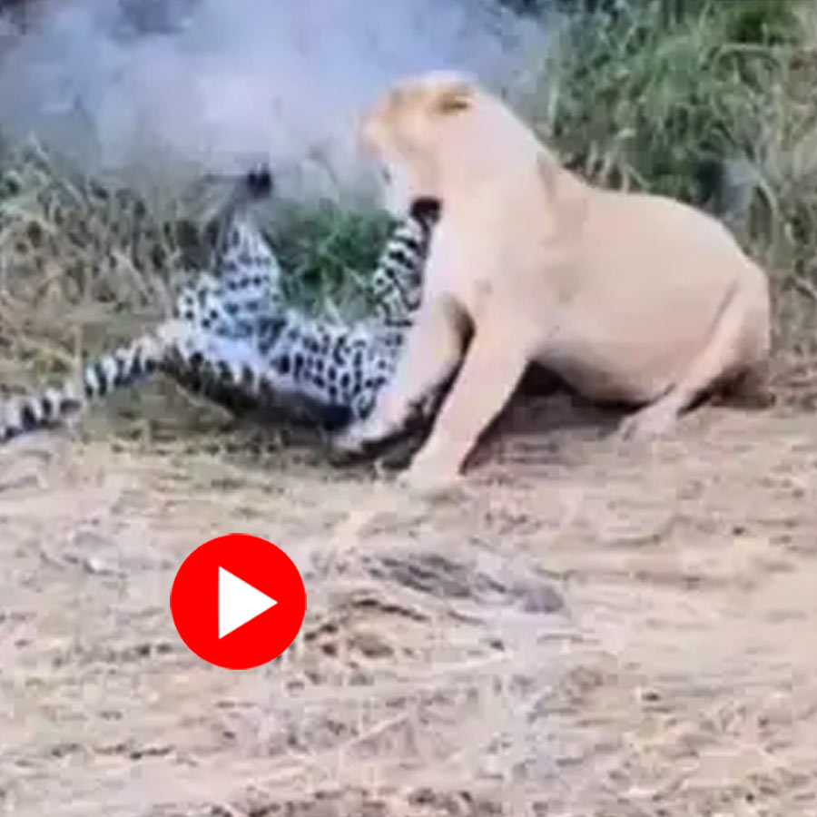 intense fight between a leopard and lioness