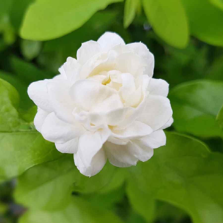 How to take care bell flower or Mogra jasmine plant in monsoon dgtl