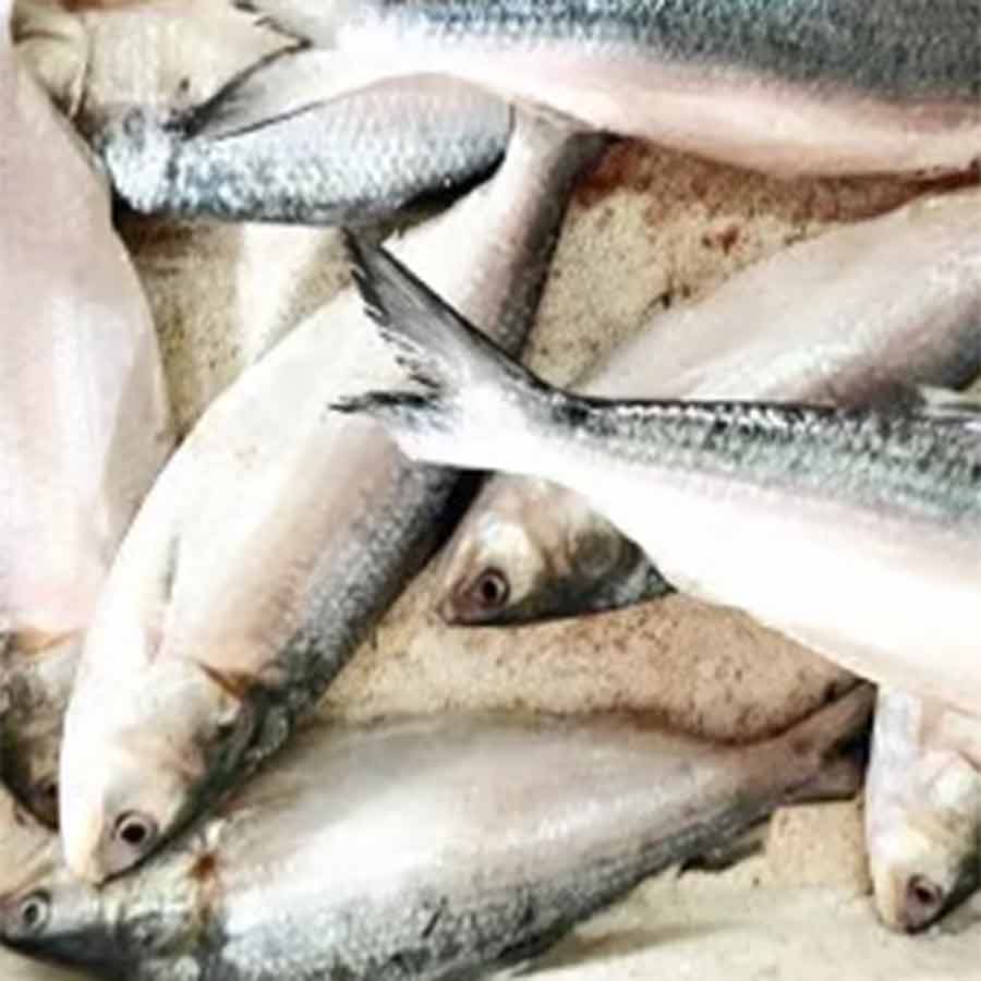 High price of Hilsa due to low production rate