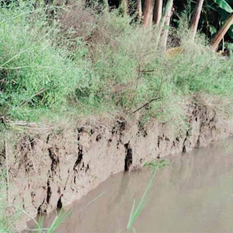 Durga Puja preparation began even though Erosion of the Padma River is engulfing a vast area of ​​Lalgola