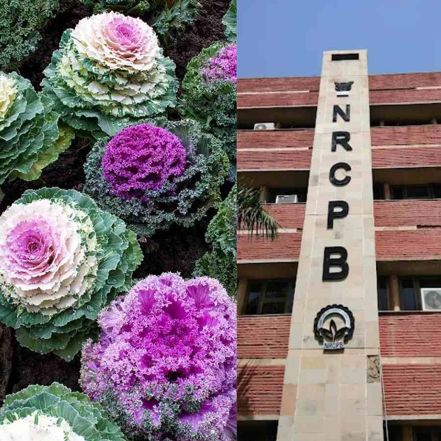 There are job opportunities in special research projects at the National Institute for Plant Biotechnology.