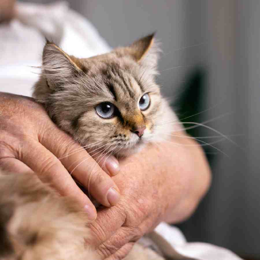 How to take care of your aged cat dgtl