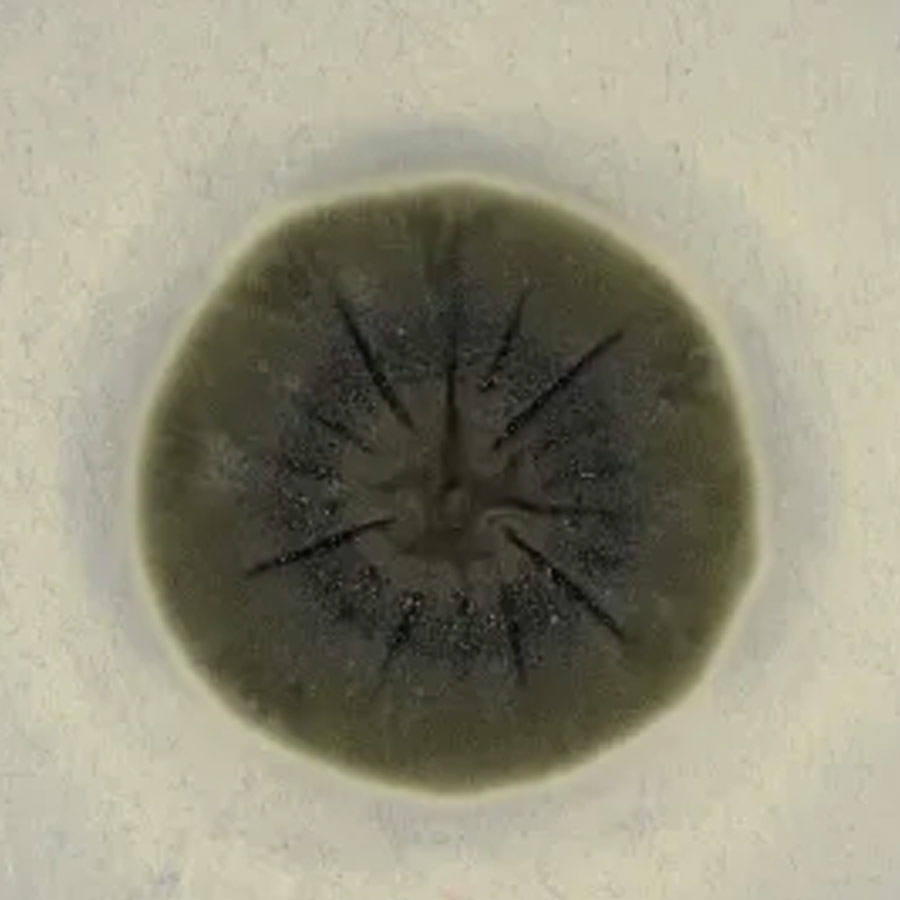 Mysterious fungus of Chernobyl