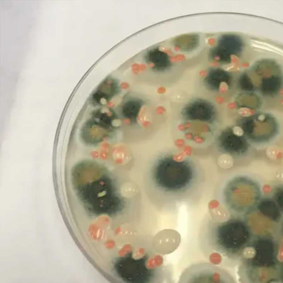 Mysterious fungus of Chernobyl