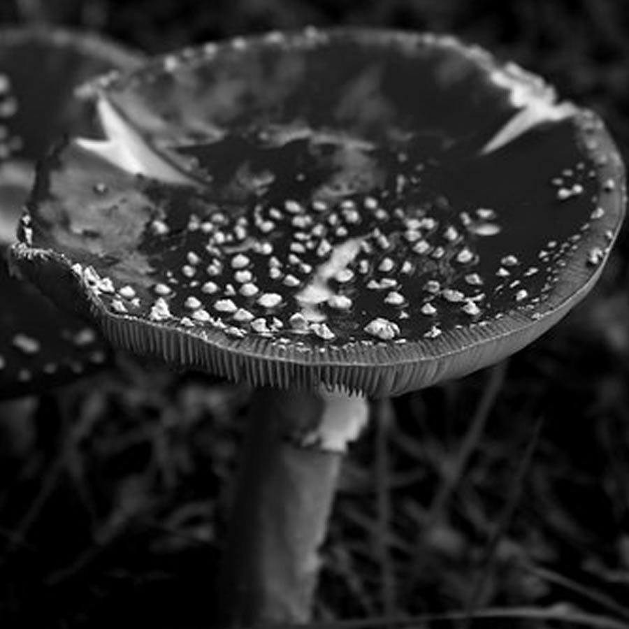 Mysterious fungus of Chernobyl