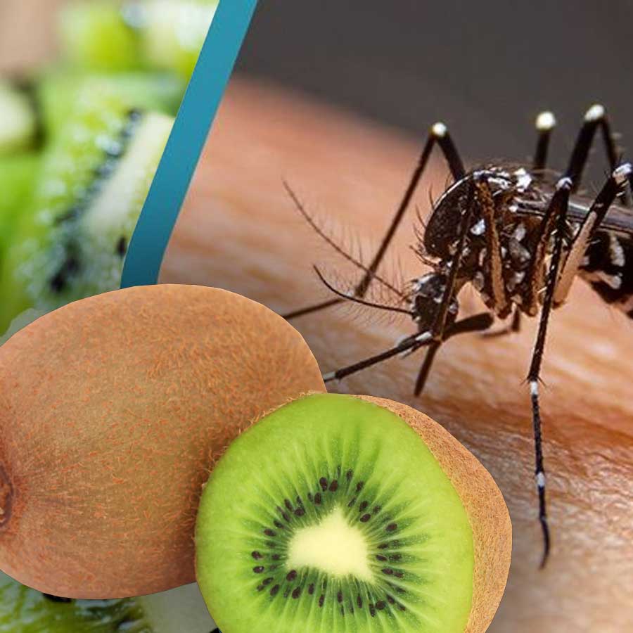 Don’t Depend on Kiwi Alone to Recover from Dengue, Say doctors dgtl