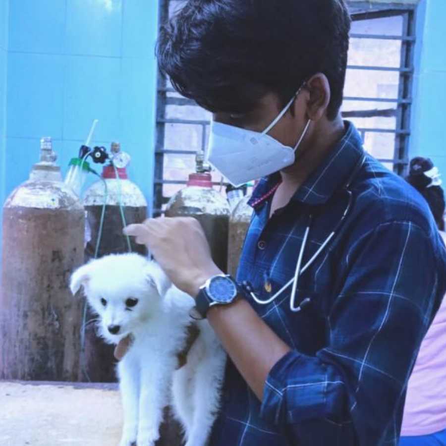 What is the process to become a veterinary doctor, and what career options are available? dgtl