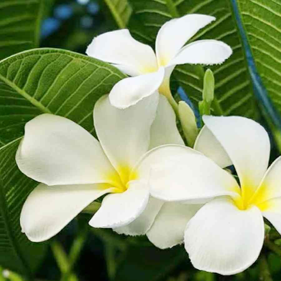 How to get flowers on plumeria in Monsoon dgtl