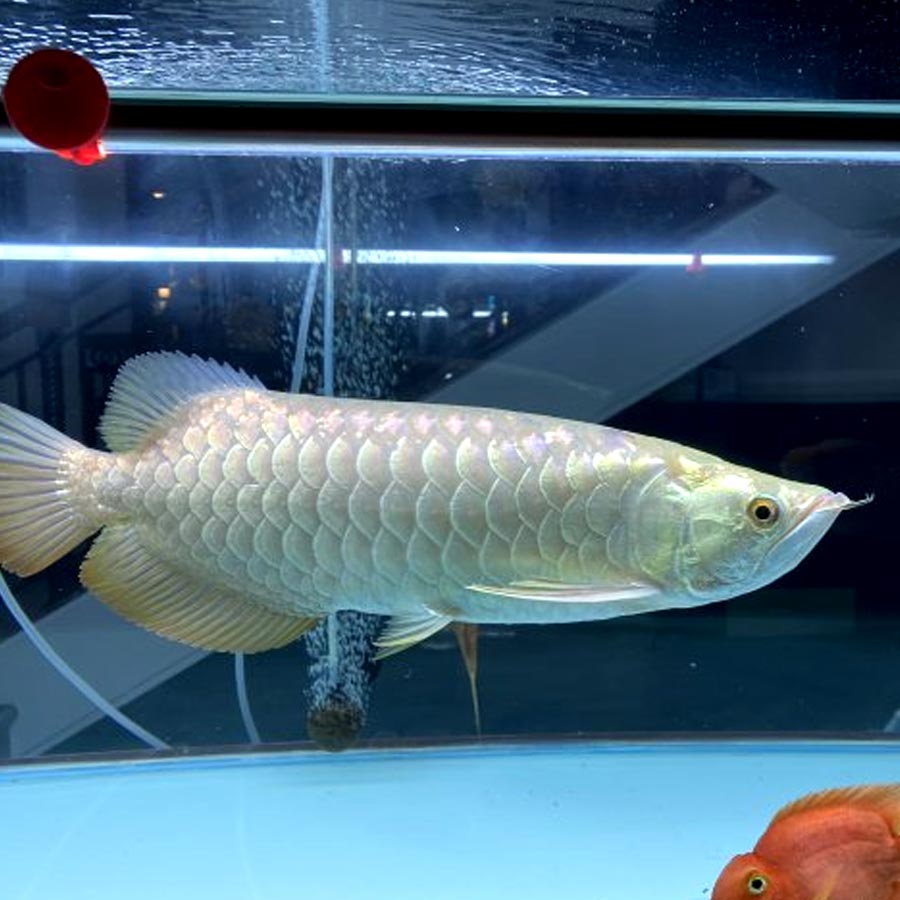 আরওয়ানা মাছ কেনার কথা ভাবছেন? তার আগে কোনবিষয় জানা জরুরি?