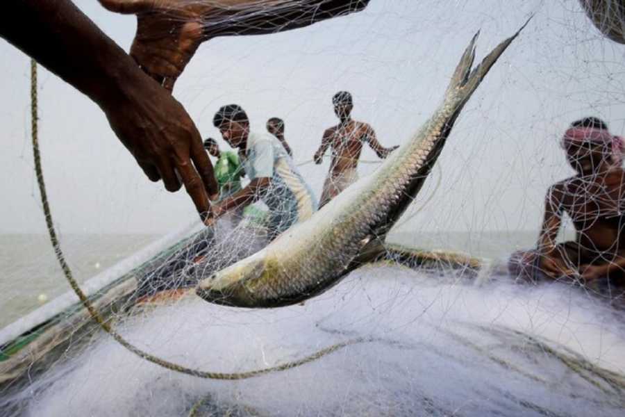 পদ্মার ইলিশের খ্যাতি বিশ্বজোড়া, মেঘনার ইলিশ তার থেকেও বেশি সুস্বাদু বলে একটি বিতর্ক আছে।