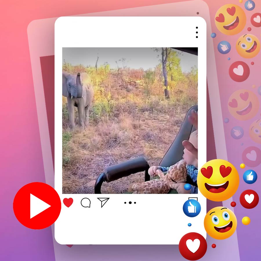 Video of wild elephant waved back to toddler during safari with its trunk goes viral dgtl