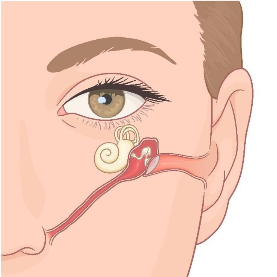 ইউস্টেশিয়ান টিউব।
